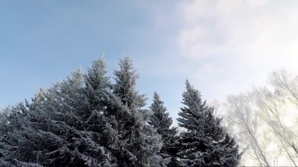 Pokryte śniegiem świerk i zimowe niebo — Wideo stockowe