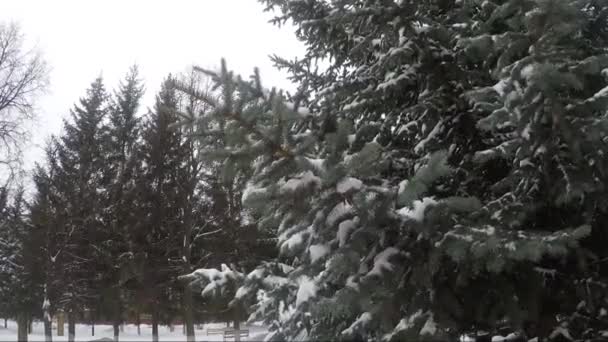 Snötäckta granar i en stadspark — Stockvideo