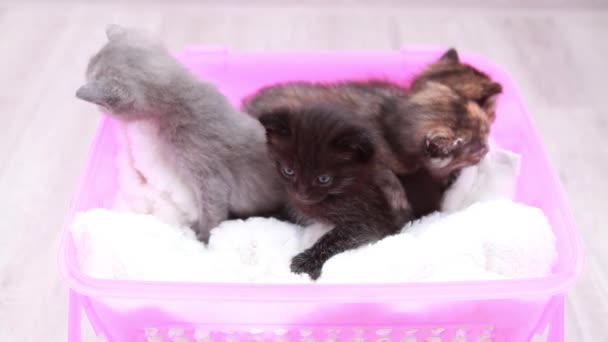 Petits chatons mignons — Video