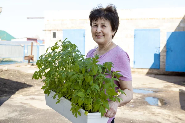 Domates fidesi açık havada bir konteyner ile emekli