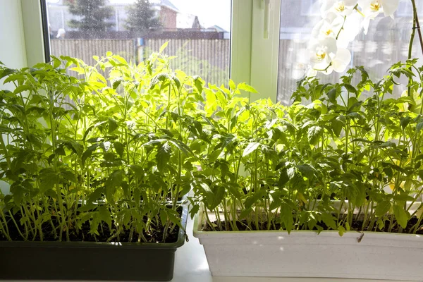 Plantor på fönsterbrädan i rummet — Stockfoto