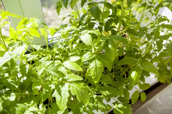 若い緑のトマトの実生植物 — ストック写真