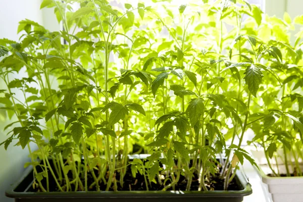 Plantas de tomate en el alféizar de la ventana —  Fotos de Stock