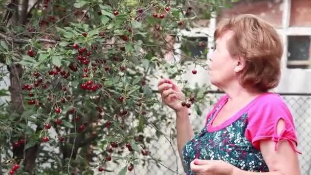 Una anciana en un huerto de cerezos está comiendo una cereza madura. — Vídeos de Stock