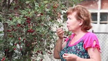 kiraz ağacından seçmek yardım