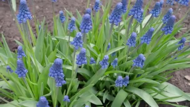 Una gran cantidad de colores brillantes azules en el parterre — Vídeo de stock