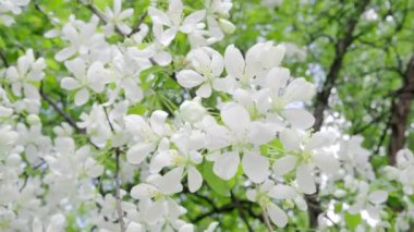 Elma ağacı dalları üzerinde beyaz çiçekler açar. 4k.