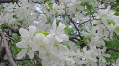Doğada bir bahar gününde bir elma ağacının beyaz çiçekler
