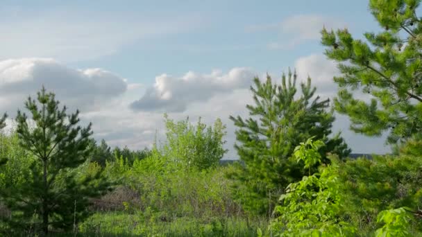 Mañana en un bosque de abedules — Vídeo de stock