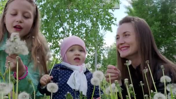 Famiglia felice in erba verde con denti di leone sulla natura in primavera. 4K — Video Stock