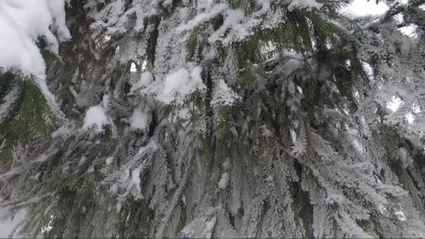 Panoramablick auf die Zweige der Tannen, die im Winterpark mit einer dicken Schneeschicht bedeckt sind. Nahaufnahme — Stockvideo