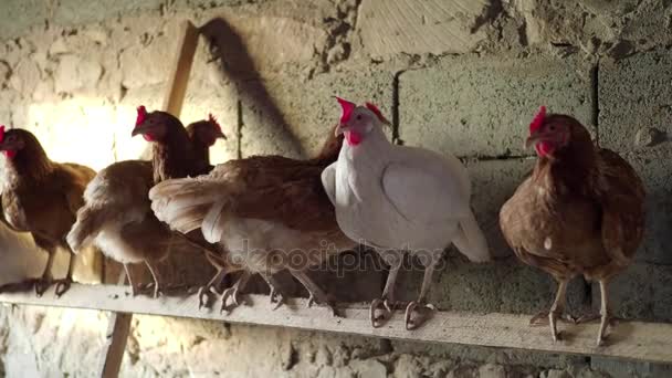 Домашня курка і півень в сільському господарстві. 4-кілометровий — стокове відео