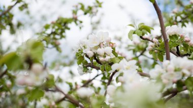 Güneşli güzel elma dalı