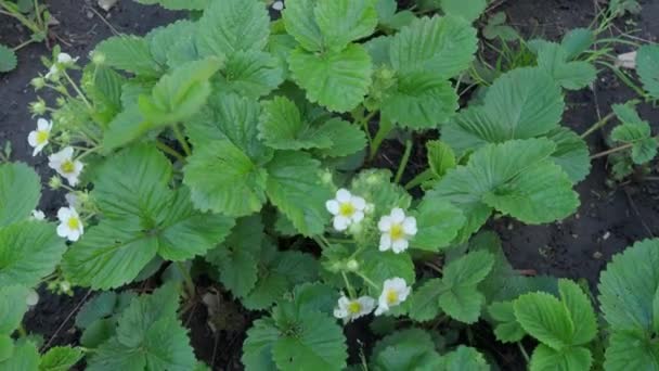 Fleurs de fraises blanches dans le vent un après-midi de printemps. 4K 