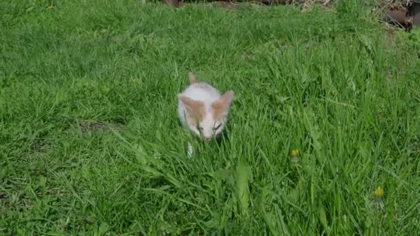 Gatinho brincando na grama de perto. 4K — Vídeo de Stock