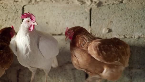 Pollo marrón y polla blanca se sientan en un palo de madera en un granero. 4K — Vídeos de Stock