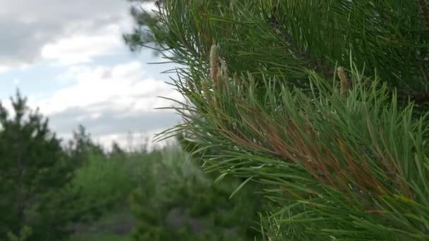 Rama verde púas de un árbol de Navidad en un parque de primavera. 4K — Vídeos de Stock