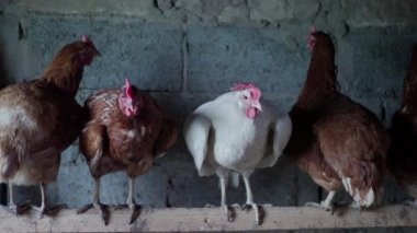 Kahverengi tavuk ve çiftlikte beyaz horoz. 4k
