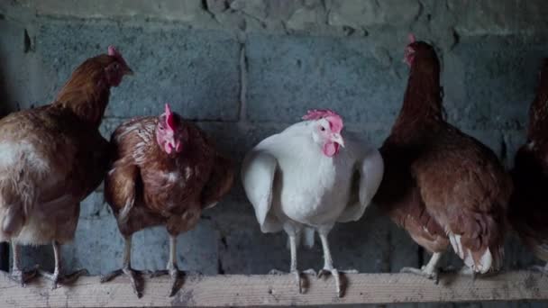 Pollos marrones y polla blanca en la granja. 4K — Vídeos de Stock