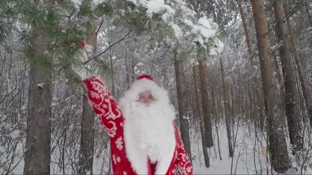 Санта в заснеженном зимнем лесу днем. Новый год. Рождество — стоковое видео