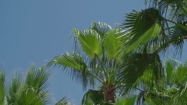 Part of green palm trees against a blue sky in the tropics — Stock Video