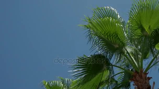 一棵棕榈树的一部分, 对一个蓝色的天空在白天。4k — 图库视频影像