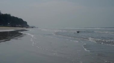 Vahşi bir heron Hint Okyanusu dalgaları yürür. 4k