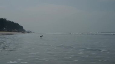 Bir yabani kuş hareketi. Gri balıkçıl Hint Okyanusu kıyı pitoresk biraz yaban hayatı Goa üzerinde yürür. 4k