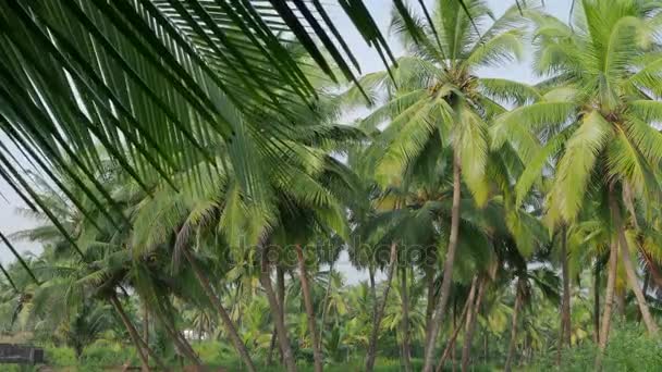 Palmeiras de coco, belo fundo tropical. 4K — Vídeo de Stock