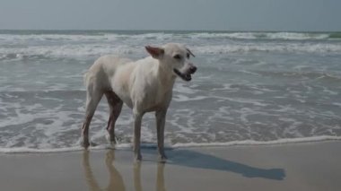 Yalnız beyaz bir köpek Hint Okyanusu dalgalar halinde duruyor. 4k
