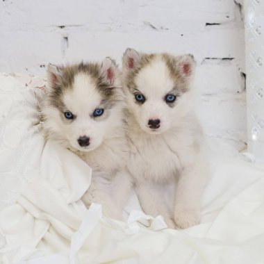 Mavi gözlü tatlı ile iki husky yavruları