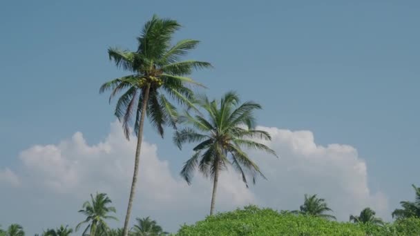 Palmeras verdes con frutos de coco en la India contra el cielo azul. 4K — Vídeo de stock