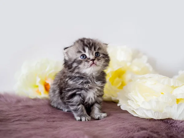 Folded thoroughbred little kitten — Stock Photo, Image