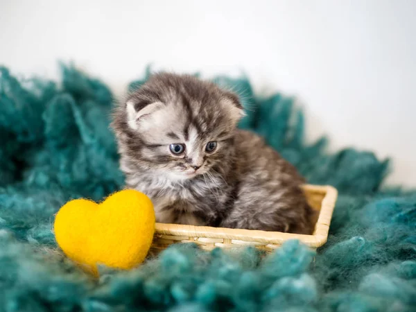 Ein kleines reinrassiges Kätzchen und ein gelbes Herz in Großaufnahme. — Stockfoto