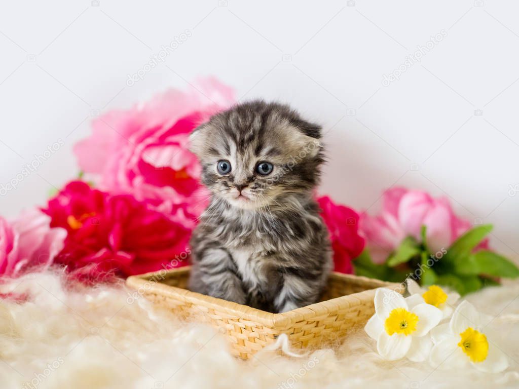 Fluffy gray kitten in a basket with flowers