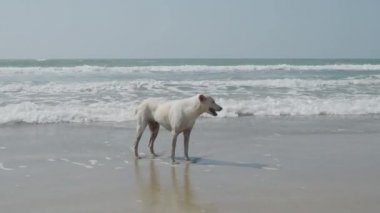 Beyaz bir köpek sahilde dalgalar duruyor. 4k