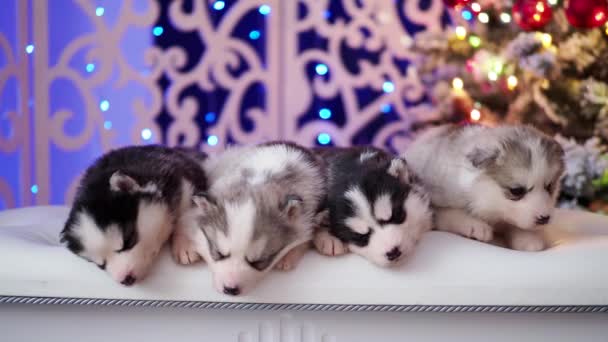 Cuatro pequeños cachorros purasangre esponjosos se encuentran en el fondo de guirnaldas ardientes brillantes . — Vídeo de stock