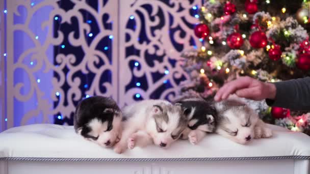 Man gently stroking sleeping husky puppies — Stock Video