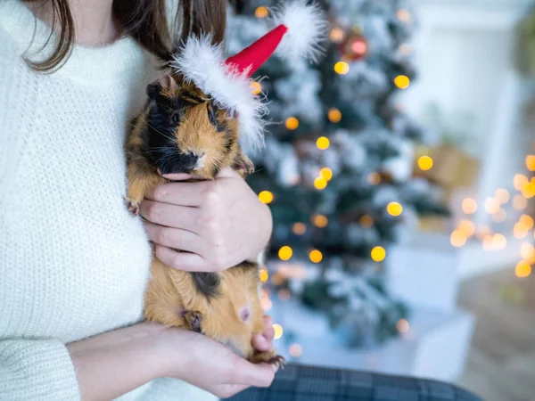 Niedliche braune Maus mit Weihnachtsmütze in weiblichen Händen in Großaufnahme — Stockfoto