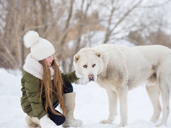 Girl stroking a large white thoroughbred Alabai dog in the winter for a walk — Stock Photo, Image