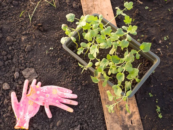 Container mit Setzlingen und Gummihandschuhen auf einem Gartenbeet — Stockfoto