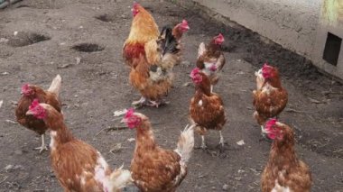 Bahçede bir sürü kahverengi tavuk ve horoz yürüyor.