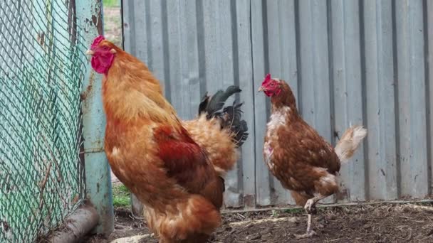 닭장을 클로즈업 한 갈색 수탉 과 닭 — 비디오