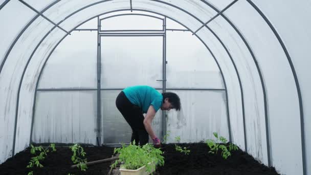 庭の女性植物 シャベルで春の土を掘り トマトの芽の植物でいっぱいの木製の箱の近くで働く — ストック動画