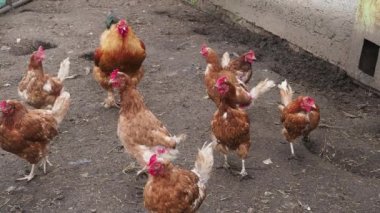 Geleneksel bir tavuk çiftliğinde kahverengi tavuk ve horoz