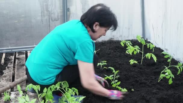 Jardinage dans la serre. Une femme plante une tomate dans le sol. Jardinage. 4K — Video