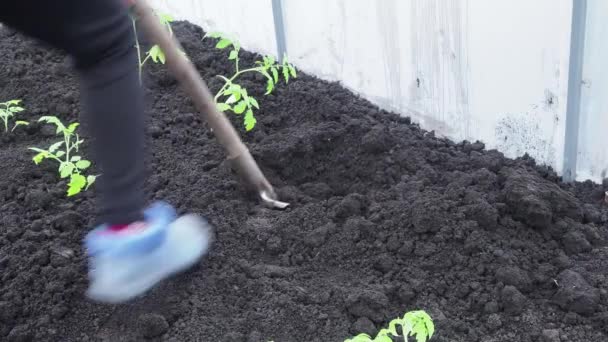 Jardinero cava el suelo en primavera en el jardín. Jardinería . — Vídeo de stock
