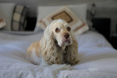 Üzgün bakışlı tatlı köpek