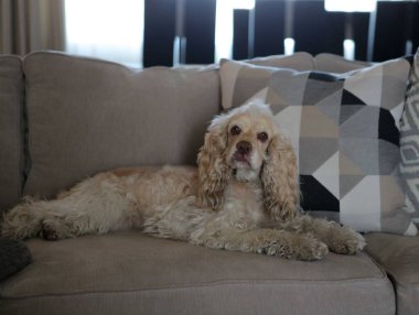 Üzgün bakışlı tatlı köpek