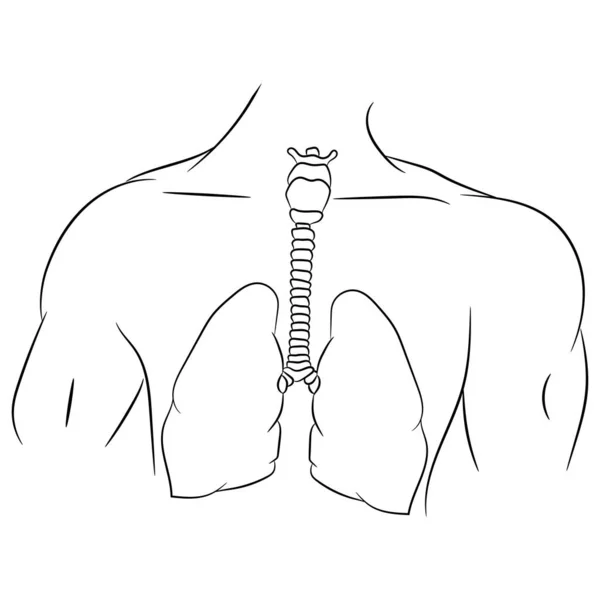 Vector Illustration Flat Design Doodle Body Anatomy Joyful Lungs Medical — Stock Vector